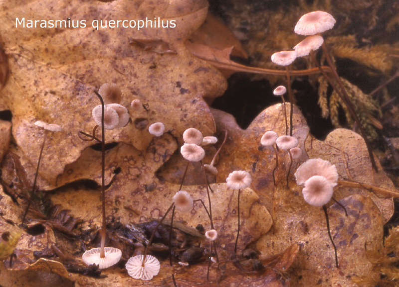 Marasmiellus quercophilus-amf1271.jpg - Marasmiellus quercophilus ; Syn1: Marasmius quercophilus ; Syn2: Setulipes quercophilus ; Nom français: Marasme des feuilles de chênes